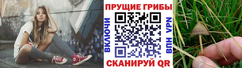 хочу наркоту  Тамбов  Галлюциногенные грибы ЛСД 